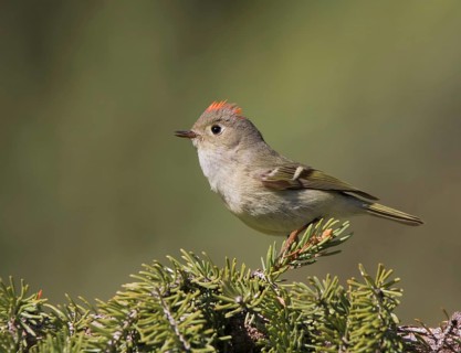 Ruby-crowned Kinglet, Regulus calendula, singing, on a spruce tree in Saskatchewan