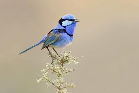 Splendid Fairywren (Malurus splendens) male singing, Victoria, Australia