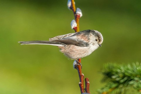 Tit (Aegithalos caudatus) Long-tailed Tit • Baden-Württemberg, Germany, Baden-Württemberg, Federal
