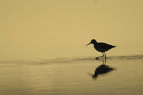 Common Redshank (Tringa totanus), Denmark