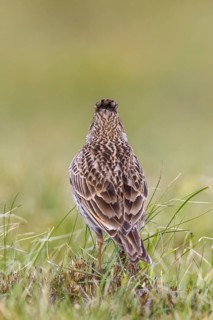Eurasian Skylark (Alauda arvensis) in field, Gorski kotar, Croatia