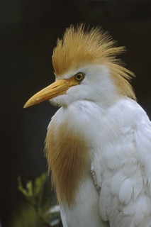Western Cattle Egret (Bubulcus ibis), Florida, USA