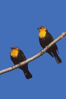 Yellow-headed Blackbird (Xanthocephalus xanthocephalus), New Mexico, USA