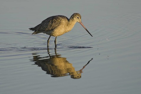 Marbled Godwit (Limosa fedoa), California, USA