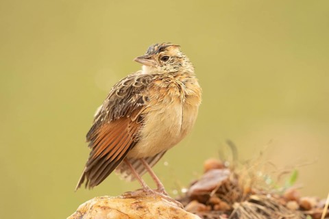 Rufous-naped Lark (Mirafra africana), Masai Mara, Kenya