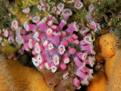 Jewelled anemone (Corynactis viridis)