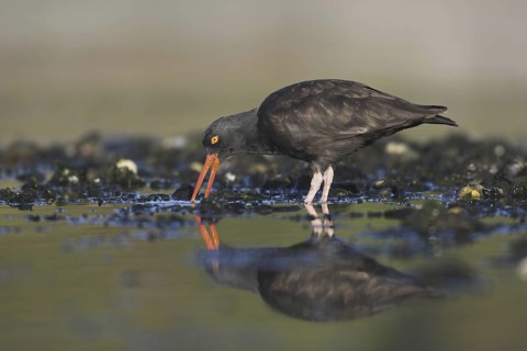 Black Oystercatcher (Haematopus bachmani), British Columbia, Canada