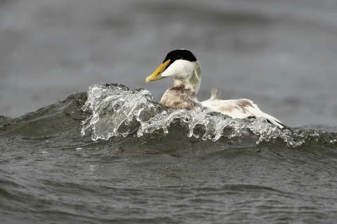 Common Eider (Somateria mollissima) male, Smaland, Sweden