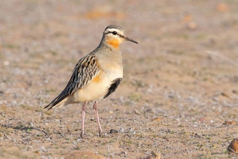 Tawny-throated Dotterel (Oreopholus ruficollis), Coquimbo, Chile