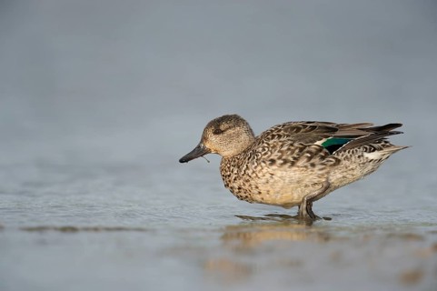 Eurasian Teal (Anas crecca) female, Schleswig-Holstein, Germany