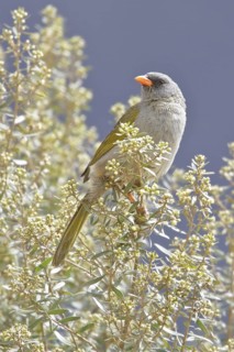 Great Pampa-Finch (Embernagra platensis) perched on a branch in Bolivia, South America