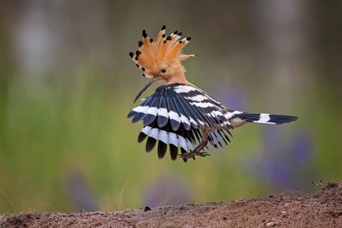 Eurasian Hoopoe (Upupa epops) flying, Saxony, Germany