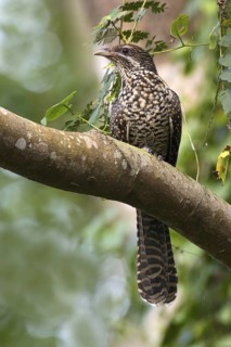 Asian Koel (Eudynamys scolopaceus) female, Yio Chu Kang, Singapore