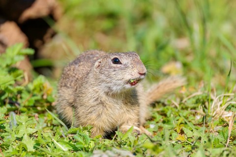 A fully grown European ground squirrel (Spermophilus citellus) eats leaves and flowers in a green