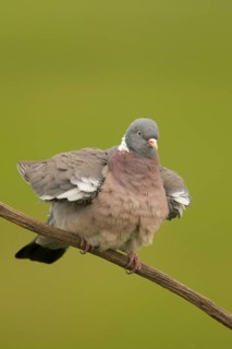 Common Wood Pigeon (Columba palumbus) perched on a branch, Serbia