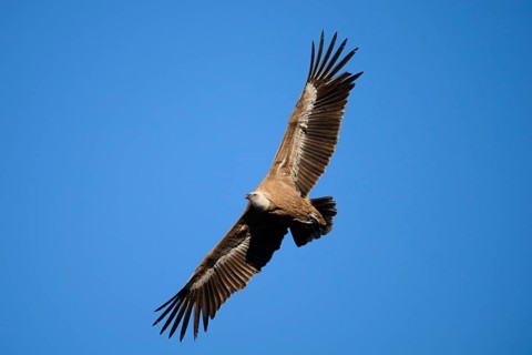 A griffon vulture glides effortlessly across a clear blue sky, showcasing its expansive wings and