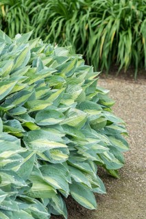 Funkia (Hosta 'Gypsy Rose'), Tuinen van Appeltern, Netherlands