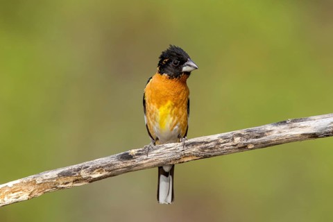 Black-headed Grosbeak Pheucticus melanocephalus Santa Rita Mountains, Santa Cruz County, Arizona,