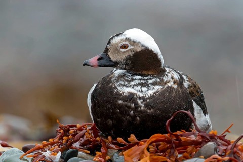 Ferruginous Duck, (Clangula hyemalis), animals, birds, ducks, duck birds, Varanger, Finnmark,