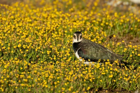 Northern lapwing (Vanellus vanellus) adult wading bird in yellow flowers in grassland, England,