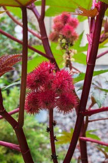 Close-up of Ricinus communis 'Red Spire' - Castor Bean plant prickly capsules in summer, Quebec,