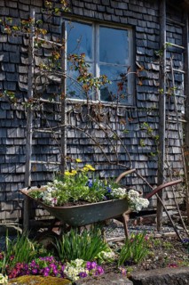An old, disused wheelbarrow as a garden decoration, filled with spring blossoms at a garden shed in
