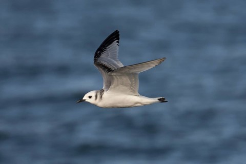 Black-legged Kittiwake (Rissa tridactyla tridactyla) juvenile flying, North Sea, Germany