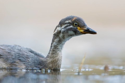 Australasian Grebe (Tachybaptus novaehollandiae) young, Victoria, Australia