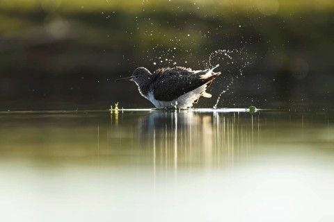 Redshank wading through the serene waters of Puebla de BeleÃ±a, Spain, captured mid splash with