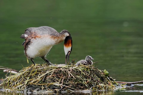 Great Crested Grebe (Podiceps scalloped ribbonfish) with chicks on the nest, North