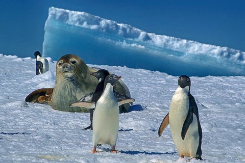 Antarctica, Cierva Cove, leopard seal, speeding, iceberg, bay, animals, mammals, Adelie penguins