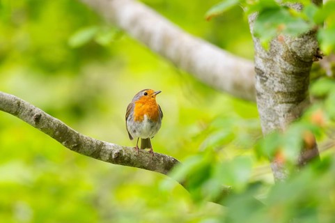 European robin (Erithacus rubecula) sitting on a branch, Bavaria, Germany