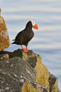Tufted Puffin (Fratercula cirrhata), Alaska, USA