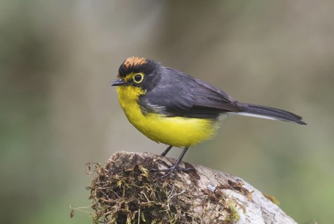 Spectacled Whitestart (Myioborus melanocephalus), Pichincha, Ecuador