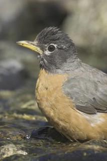 American Robin (Turdus migratorius), British Columbia, Canada