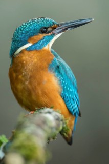 Common Kingfisher (Alcedo atthis) male perched on a branch, Lower Saxony, Germany