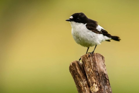 European Pied Flycatcher (Ficedula hypoleuca), male perched on a trunk, Castile and Leon, Spain