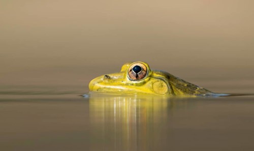 Indian Bullfrog (Hoplobatrachus tigerinus) submerged in a pond, sreepur, Gazipur, bangladesh