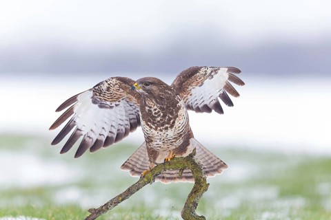 Buzzard, (Buteo buteo), animals, bird, bird of prey, buzzard, hawk family, Beindersheim, Bad