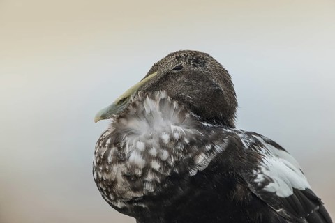 Common Eider (Somateria mollissima) female, Schleswig-Holstein, Germany