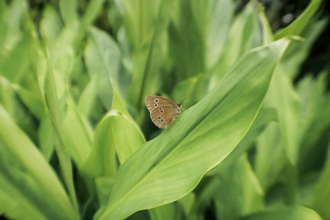 A brown butterfly rests delicately on a vibrant green leaf amid lush foliage, embodying the serene