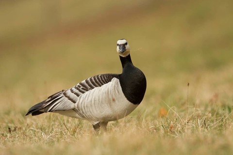 Barnacle Goose (Branta leucopsis), Bavaria, Germany