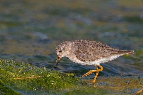 Temminck's Sandpiper, (Calidris temminckii), Animals. birds, limicoles, biotope, habitat, foraging,