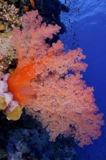Hemprich's Tree Coral (Dendronephthya hemprichi)