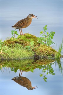 Virginia Rail (Rallus limicola), British Columbia, Canada