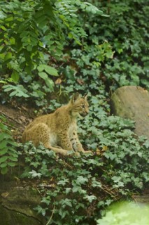 Eurasian lynx (Lynx lynx) youngster sitting in a forest, Bavaria, Germany
