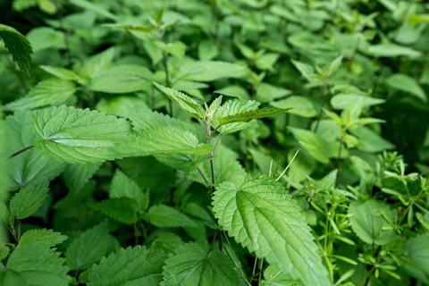 Stinging nettle (Urtica dioica) in an eyrie at the edge of a forest, Germany
