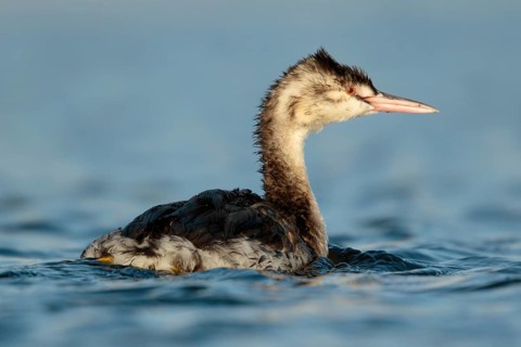Fuut, Great crested Grebe, Podiceps cristatus