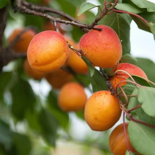 (Prunus armeniaca 'Orangered'), Austria