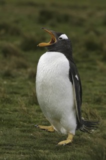 Gentoo Penguin (Pygoscelis papua), Falkland Islands